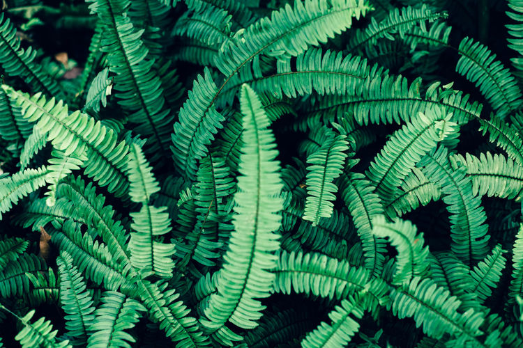 Beautiful leaves background for wallpaper and backdrop