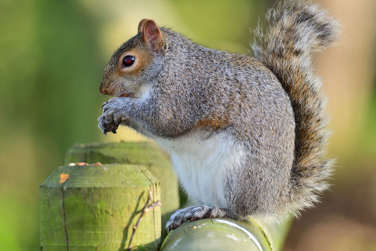 Close up of a grey squirrel  sitting on a fence while eating a nut