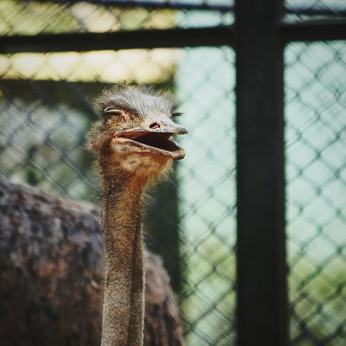Close-up of ostrich in cage at zoo