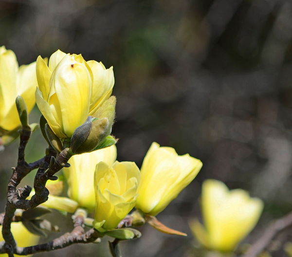 Close-up of yellow flowering plant