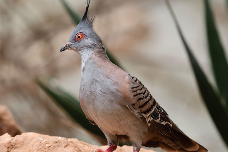 Portrait of a crested pigeon perching on a rock
