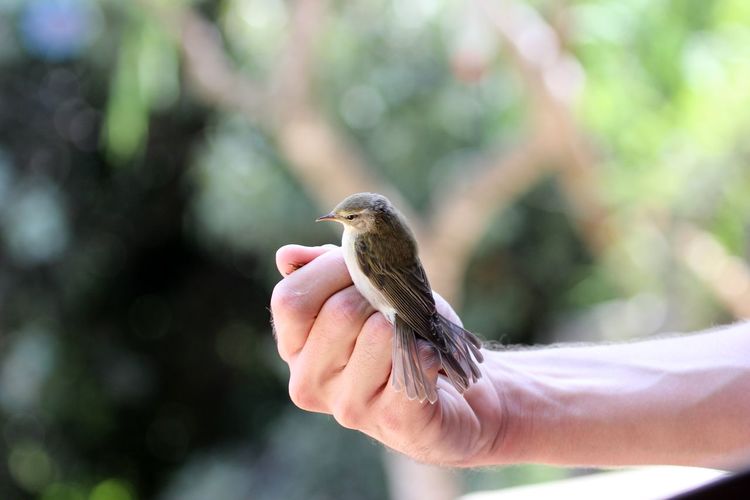 Bird perching on hand