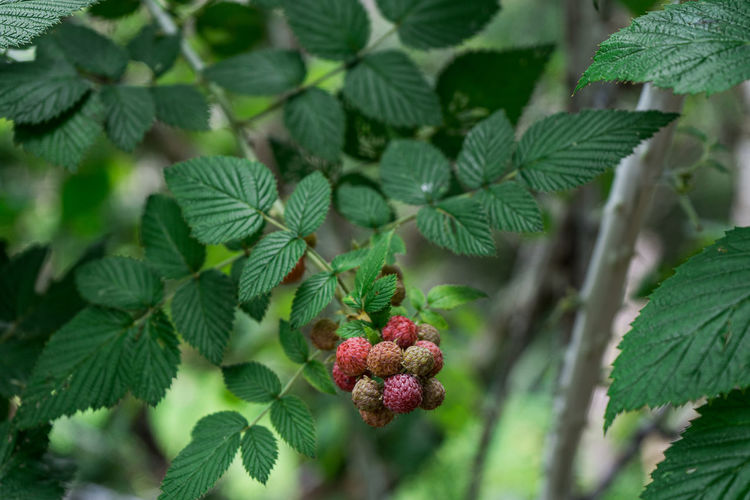 Red raspberries on background branch of raspberry