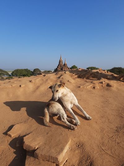 A white dog in the city of bagan
