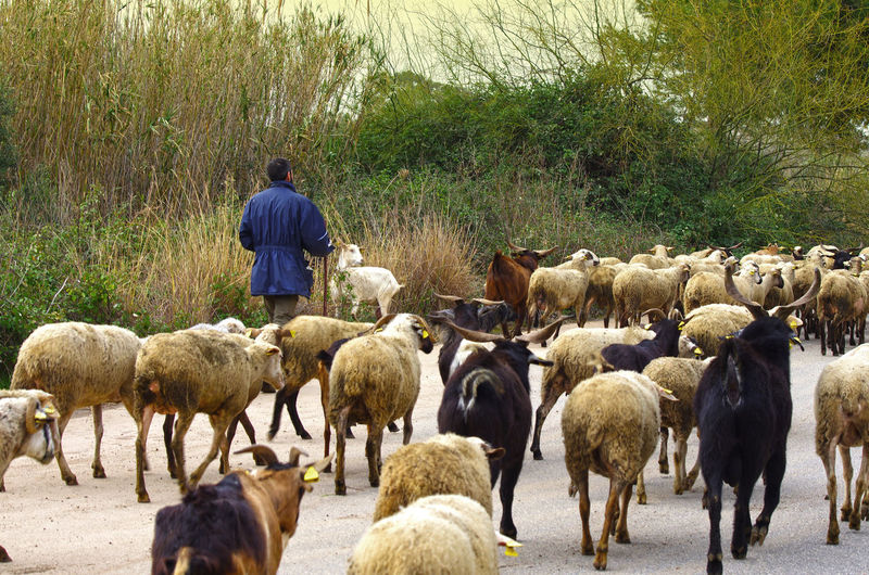 Rear view of herder walking amidst sheep on road