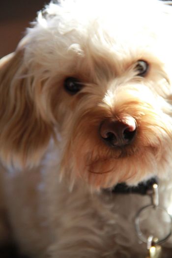 Close-up of dog