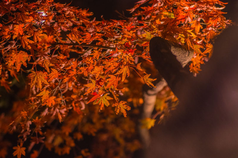 Close-up of dry leaves on tree during autumn