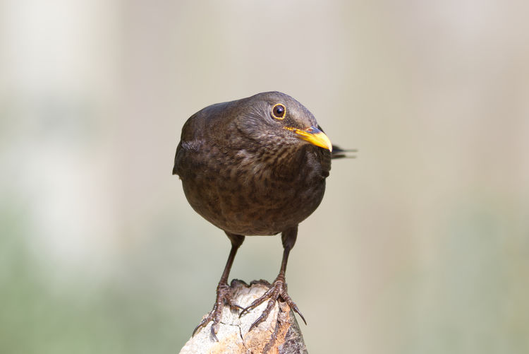 Close-up of bird perching on wooden post