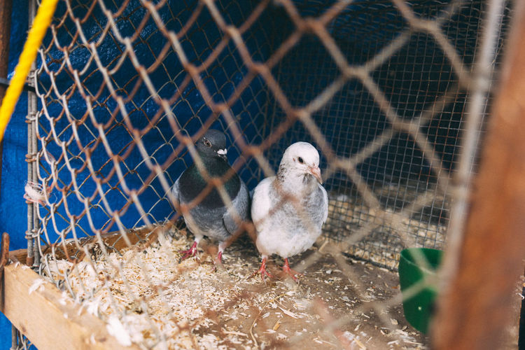 Two pigeons in cage