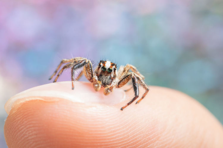 Close-up of tiny jumping spider on human finger