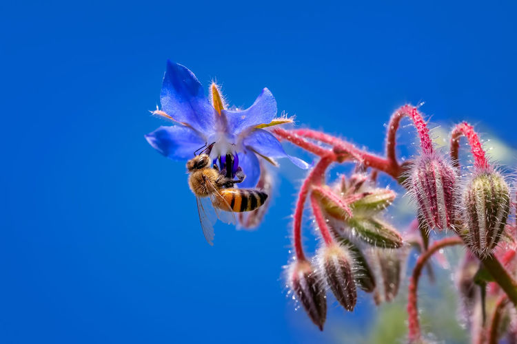 Close-up of bee on purple flowering plant against blue sky