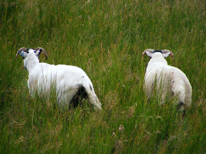 Rear view of rams walking in grassy field