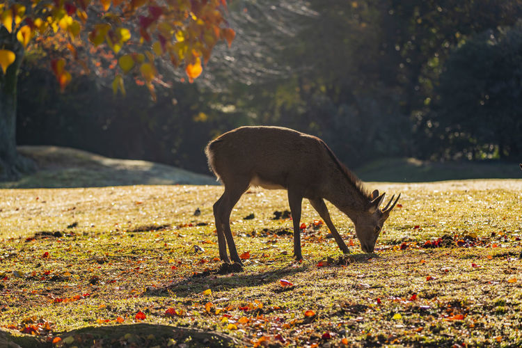 Nara park and deer in the autumn season