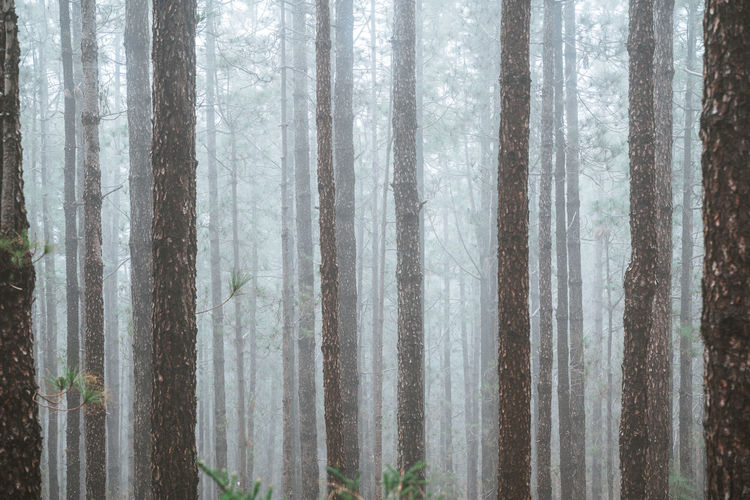 Pine trees in forest