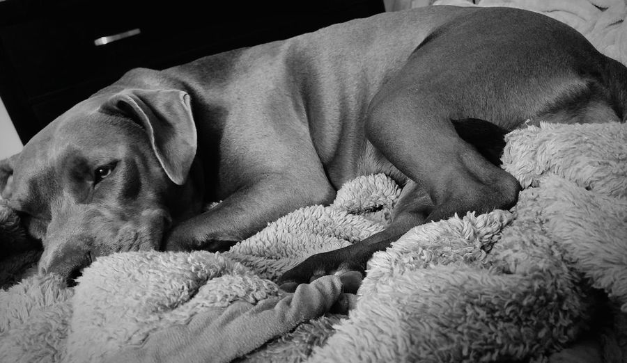 Close-up of pit bull terrier relaxing on bed at home