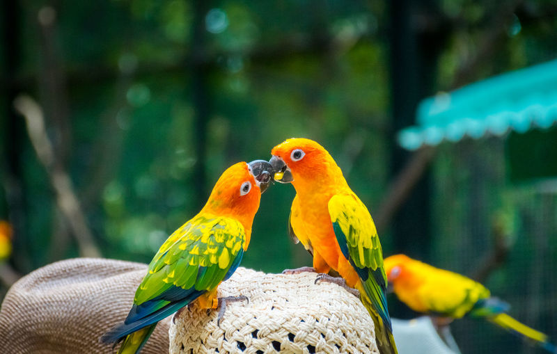 Close-up of parakeets perching on hat
