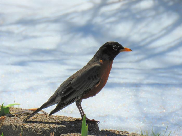 Emaciated robin during spring snowstorm