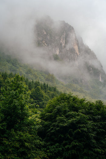 Scenic view of forest by foggy mountain landscape against sky