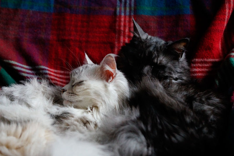 Close-up of sleeping cats