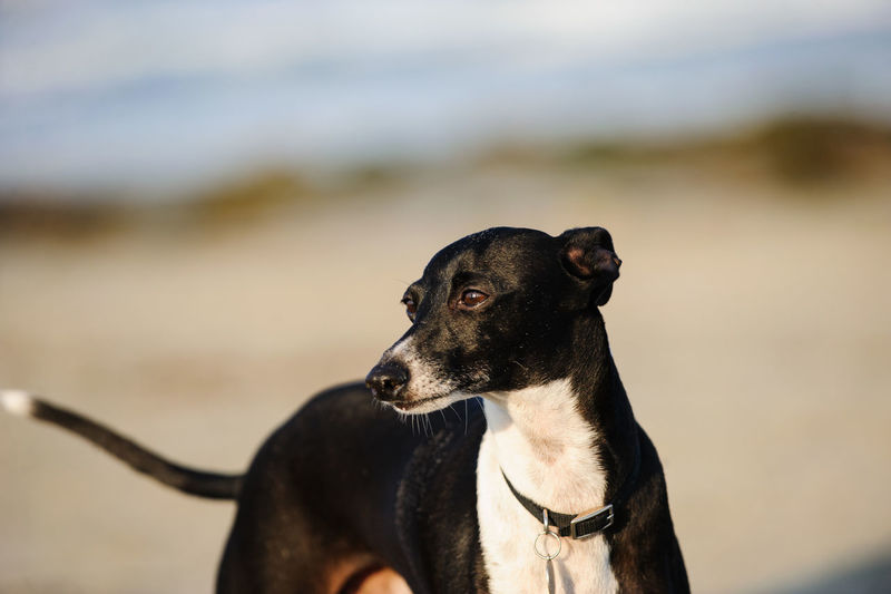 Close-up of black dog standing at beach