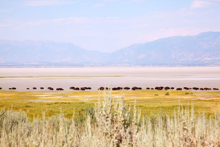Mid distant view of american bison at lakeshore against sky