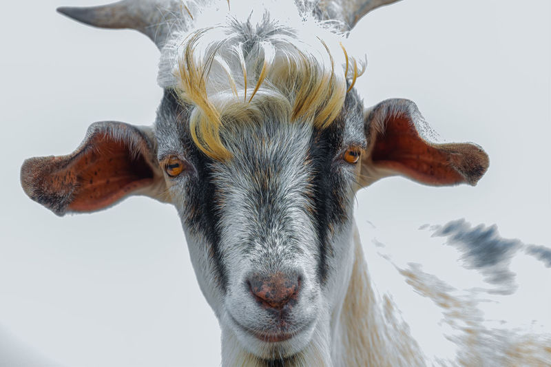 Closeup of a goat face isolated on white