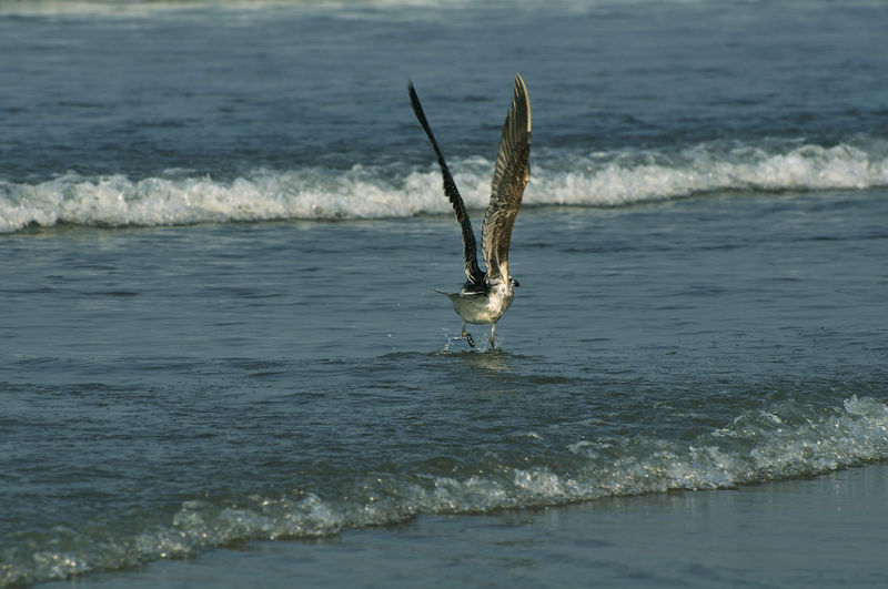 View of dead bird on beach