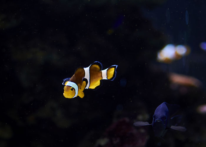 Clown fish swimming in the ocean, colorful, orange, sand, algae, light