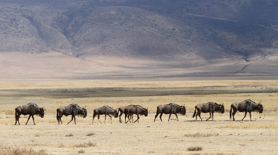 Wildebeest walking on landscape
