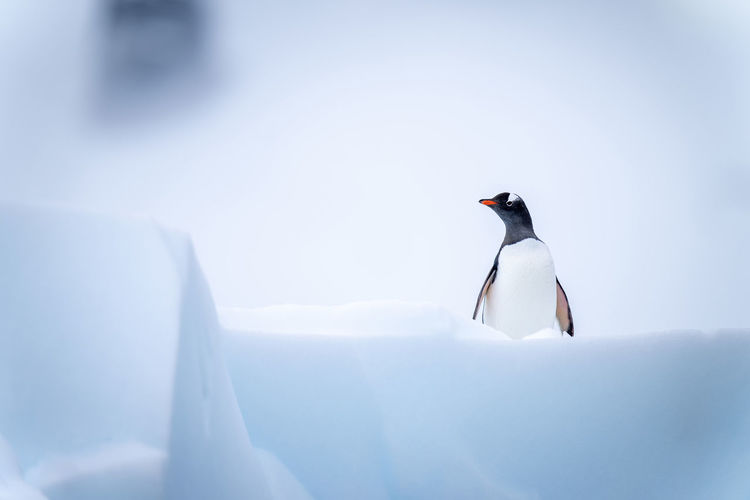 Gentoo penguin stands on iceberg facing camera