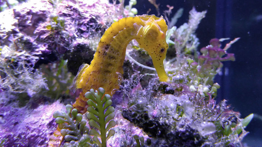 Close-up of sea horse in tank at aquarium