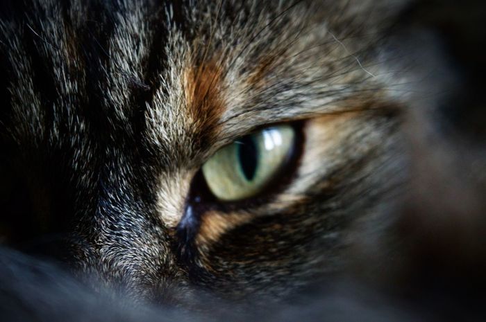 Close-up of eye of cat