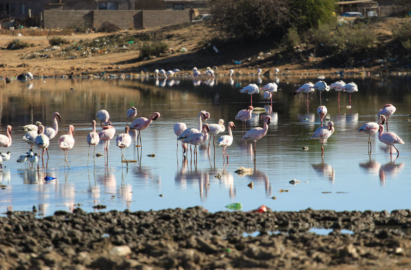 Flamingos in a small dam with a lot of trash 