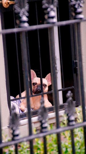 French bulldog seen through fence