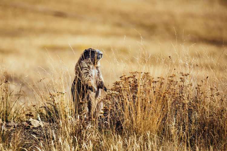 Marmot standing on grassy field
