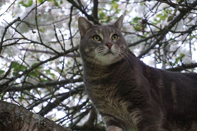 cat