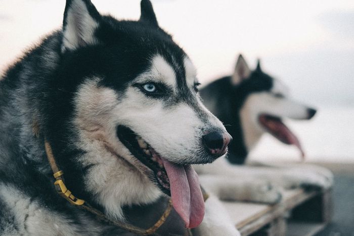 Close-up of siberian husky dogs sitting outdoors