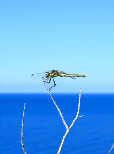 Close-up of dragonfly against blue sky