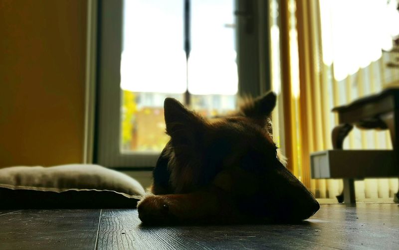 Close-up of dog relaxing on window at home