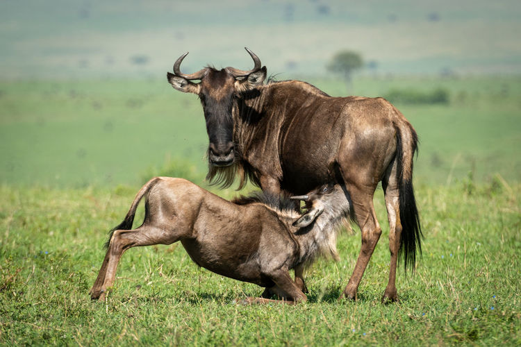 Wildebeest feeding calf on landscape