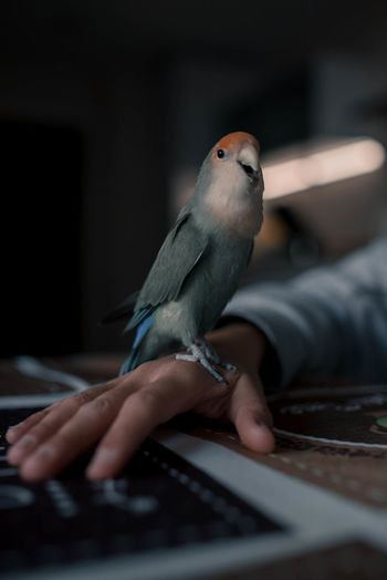Cropped hand with bird using laptop