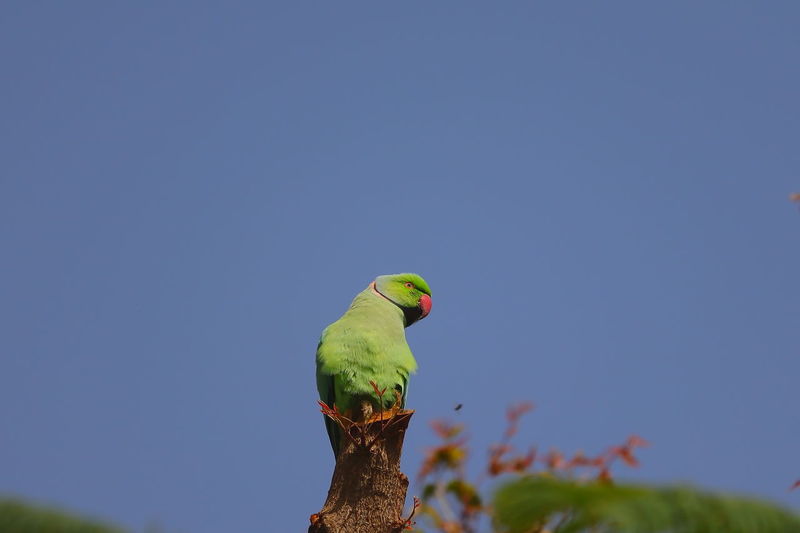 A parrot bird perching on neem tree trunk against blue sky