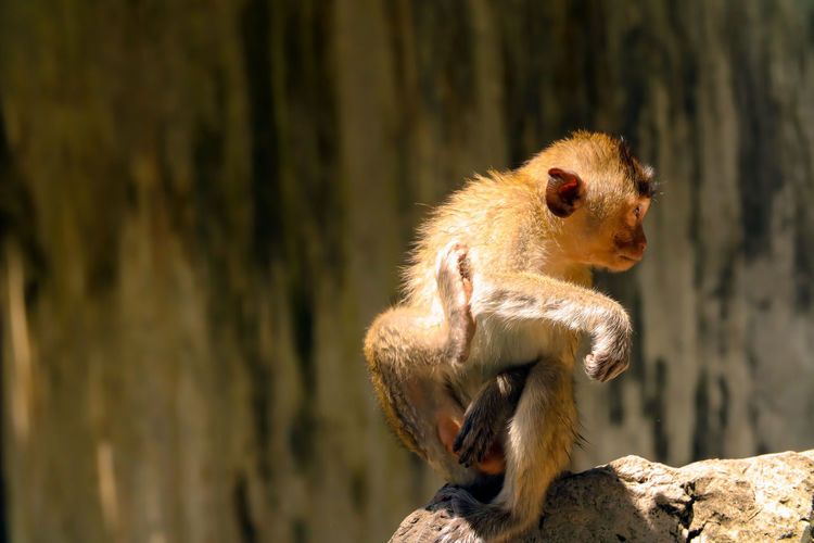 The monkey is sitting and scrating on a rock