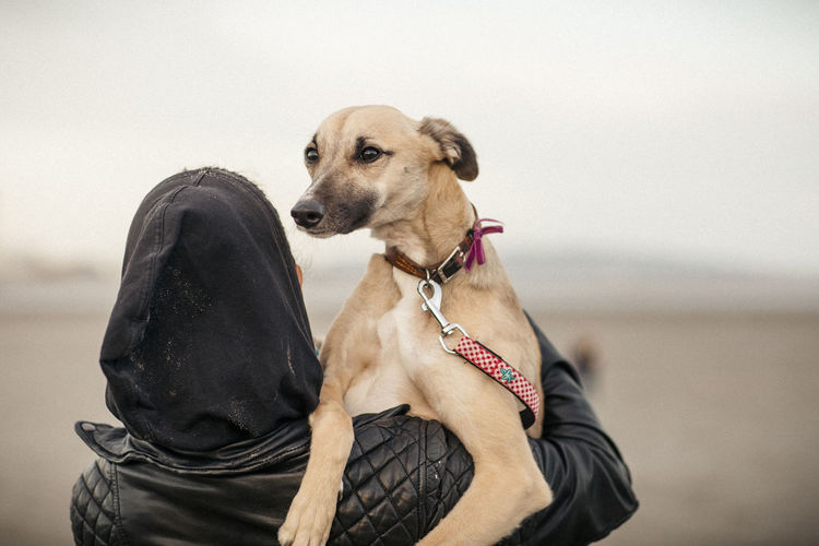 Dog on the beach with owner