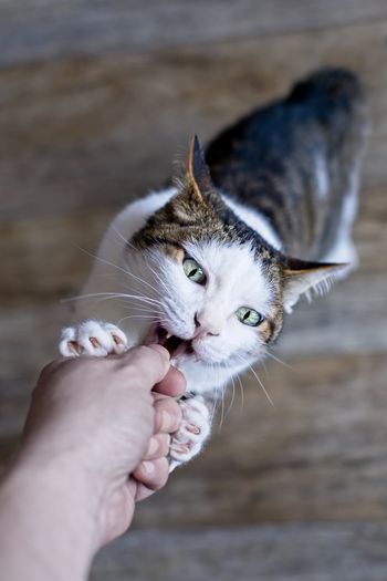 Pet owner feeding treats to a playful tabby cat. personal perspective.