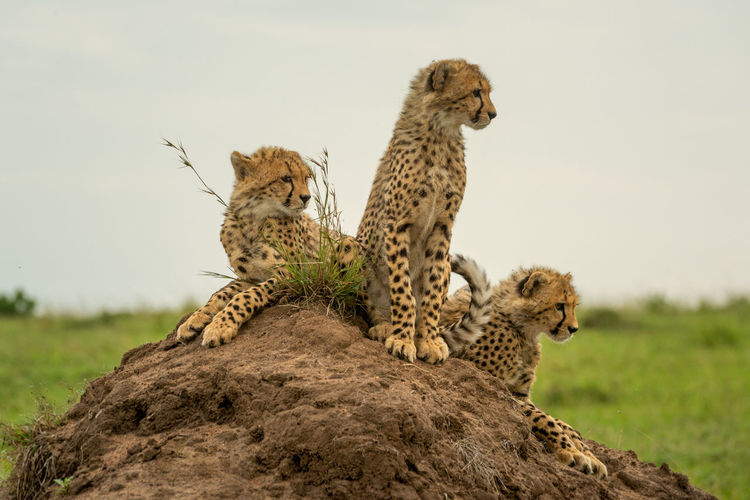 Three cheetah cubs together on termite mound