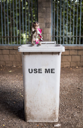 View of dog with text