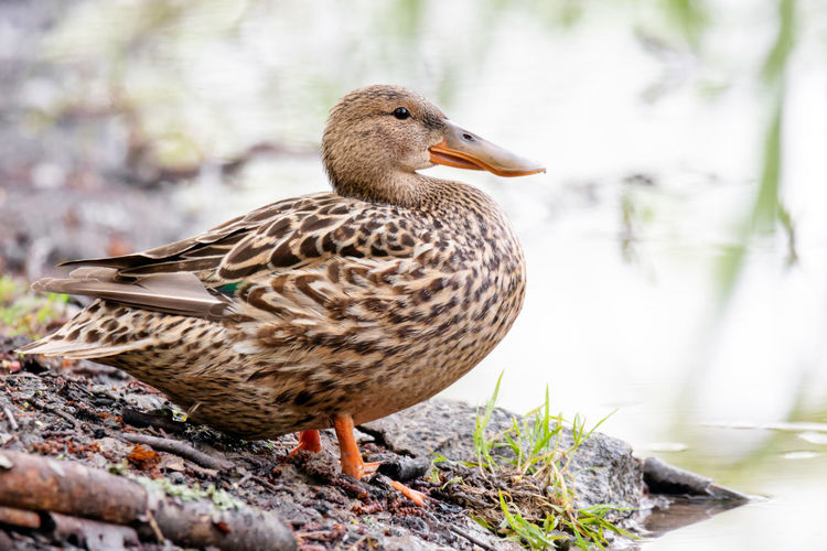 Close-up of mallard duck