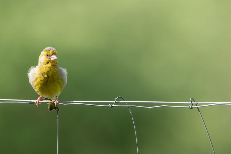 Close-up of bird perching on metal fence