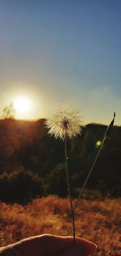 Close-up of dandelion against sky during sunset